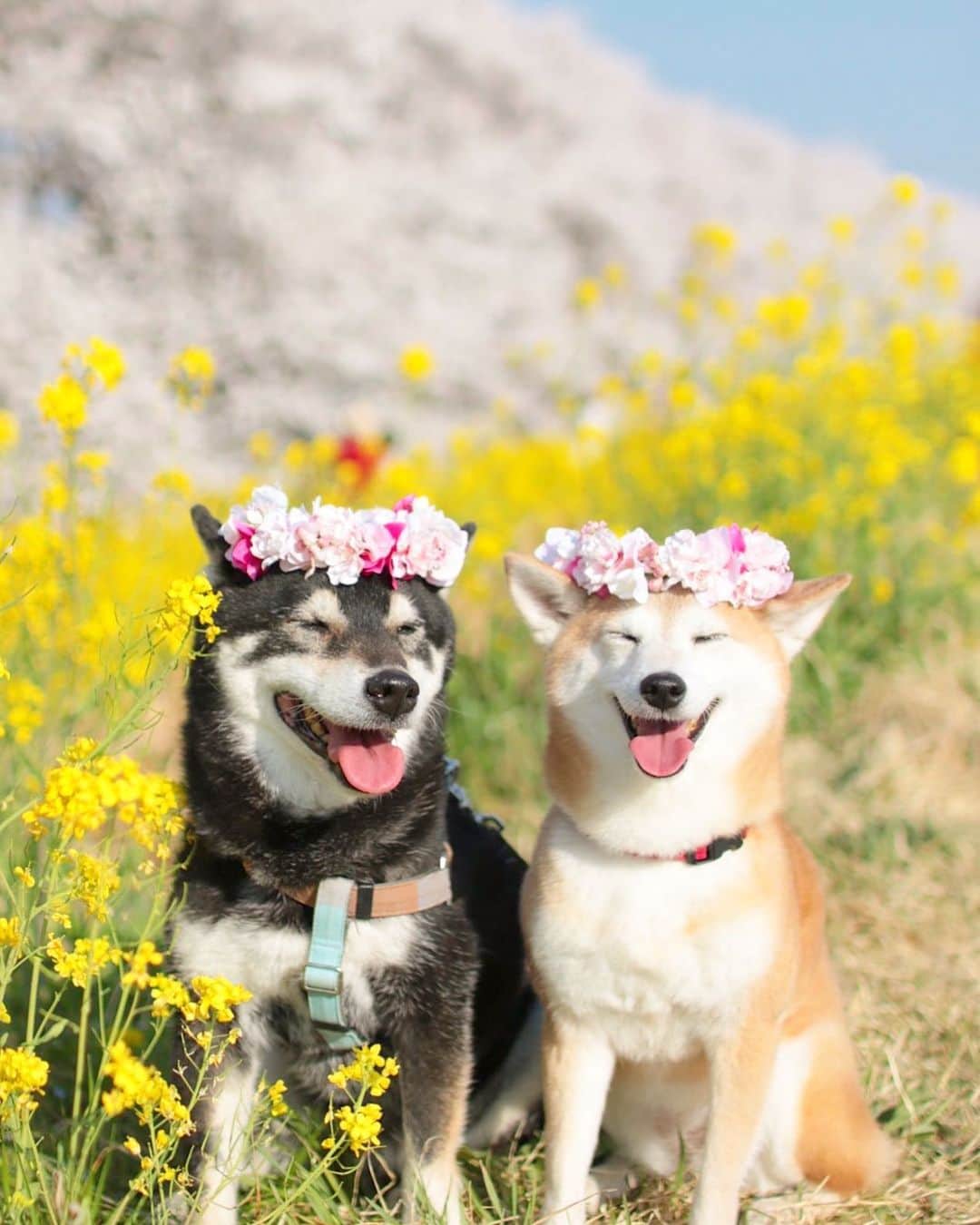 柴犬 けんしろう ゆりあのインスタグラム：「🌸🌼🐶🐶🌼🌸  2021年のけんゆり家の年賀状は このphotoにしました💛  いつも見てくださるみなさんの 笑顔溢れる日々を願って こちらにものせちゃおっと😊😊 . . 今日のお留守番、直角けんちゃんが登場してましたね(笑)今夜は自分からごはんをもりもり食べ、器から自分でお水を飲んだりと、久しぶりの絶好調けんちゃんです！うれしいなぁ🥰明日はお世話係お休みだし、夜食に牛肉パーティーしちゃおっかな😋 そうそう、最近ゆりあがけんちゃんの顔にぴったりくっつけて身震いしながらおこぼれを待つようになっちゃいまして🤣冬毛だからというだけでなく、何やら巨大(デ..ブ..)になりつつあるような🤣🤣 . . Location:Saitama」