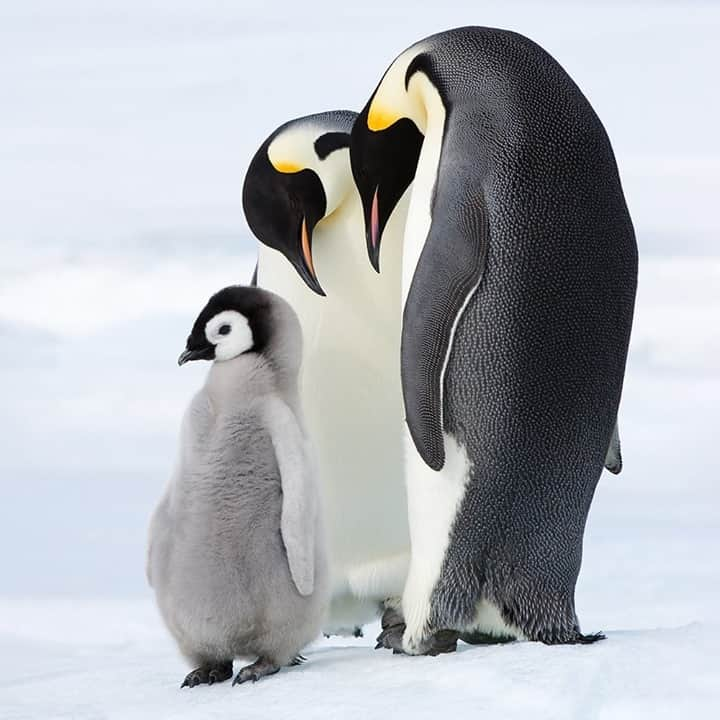 National Geographic Travelさんのインスタグラム写真 - (National Geographic TravelInstagram)「Photo by @daisygilardini / In Antarctica emperor penguin parents take equal turns caring for their offspring. After the courtship ritual and mating, the female lays a single egg. It's an energy-consuming process, and the female can lose 30 percent or more of her body weight. After the female gives birth, the male will incubate the eggs for the next couple of months while the female forages at sea. She will return in the spring, after which both parents alternate time with their chick. With so many penguins crowded together in the colony, there’s a lot of confusion and the possibility of mistaken identity. Parents use vocalization to find their partner and chick. Their calls are distinct and unique, which makes them easier to pick out in the crowd. Follow me @daisygilardini for more images and behind-the-scenes stories. #penguin #emperorpenguin #antarctica #conservation #climatechange」1月17日 20時38分 - natgeotravel