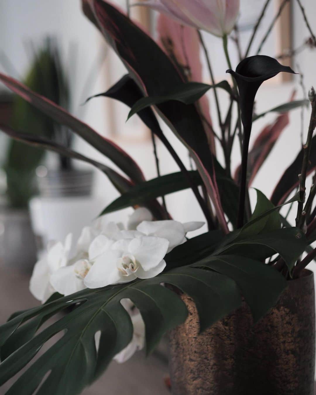 のインスタグラム：「Flowers for the week﻿🖤 ﻿ ﻿ ﻿ 茎まで真っ黒のクールなカラーが印象的な﻿ #今週のお花﻿ 名前は案外可愛らしい☺️ ﻿ #胡蝶蘭﻿ #カラー #メモリーズ﻿ ﻿ ﻿ ﻿ #flowerstagram  #flowersfortheweek #花のある暮らし #花のある生活 #今週の花 #naoliving_flowers」