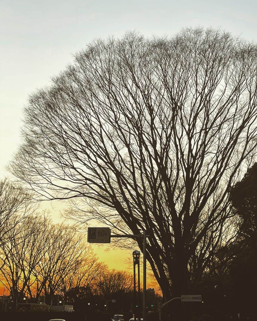 濱田将充さんのインスタグラム写真 - (濱田将充Instagram)「モチモチの木」1月17日 20時45分 - masamichihamada