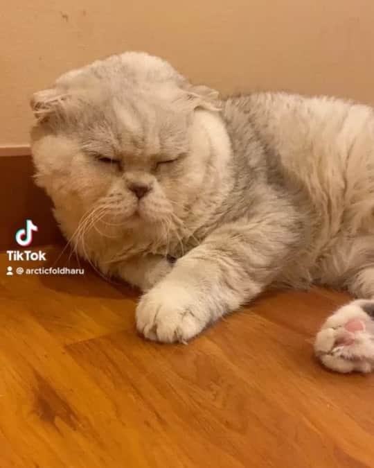 Haruのインスタグラム：「น้องปลอกคอก็ไม่มี คอด้วย คอก็ไม่มี๊」