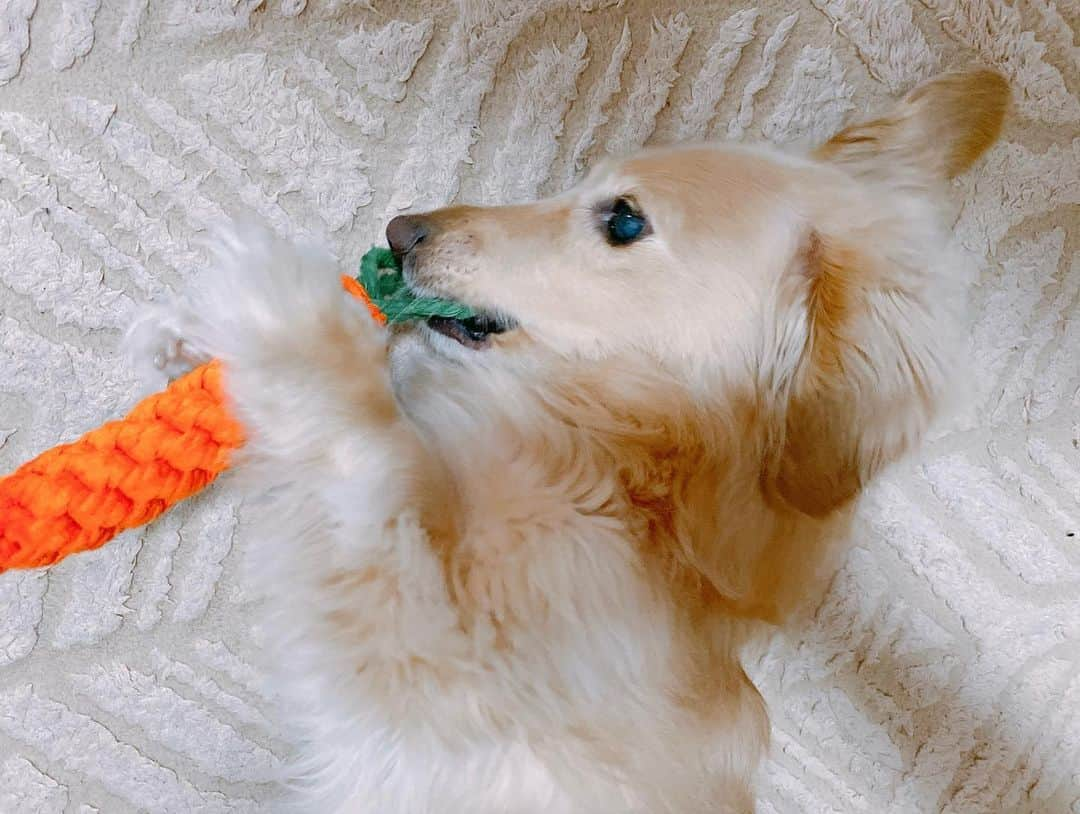 菅長愛子さんのインスタグラム写真 - (菅長愛子Instagram)「🐶🦒🥕  🐶愛犬(らぶ♀10歳)ミニチュアダックス  らぶちゃん💉🏥  予防接種頑張ったね〜って岸博幸似の先生がオモチャをくれました🎁(何回行っても先生のことめちゃくちゃ怖がってる)  特にキリンさんがお気に入りで、取ろうとするとキリンさんを持って距離を取られます🦒← にんじんはすでにボロボロ🥕←  オモチャが増えて嬉しいね。  #犬のいる暮らし #ミニチュアダックス #ミニチュアダックスフンド #犬のいる生活 #犬好きな人と繋がりたい #いぬすたぐらむ #いぬのきもち #わんすたぐらむ #わんこのいる生活 #らぶ #🐶 #dogstagram #dog #dogs #doglover #family #love #diet #ダイエット #ダイエット仲間募集」1月17日 20時52分 - aiko_suganaga