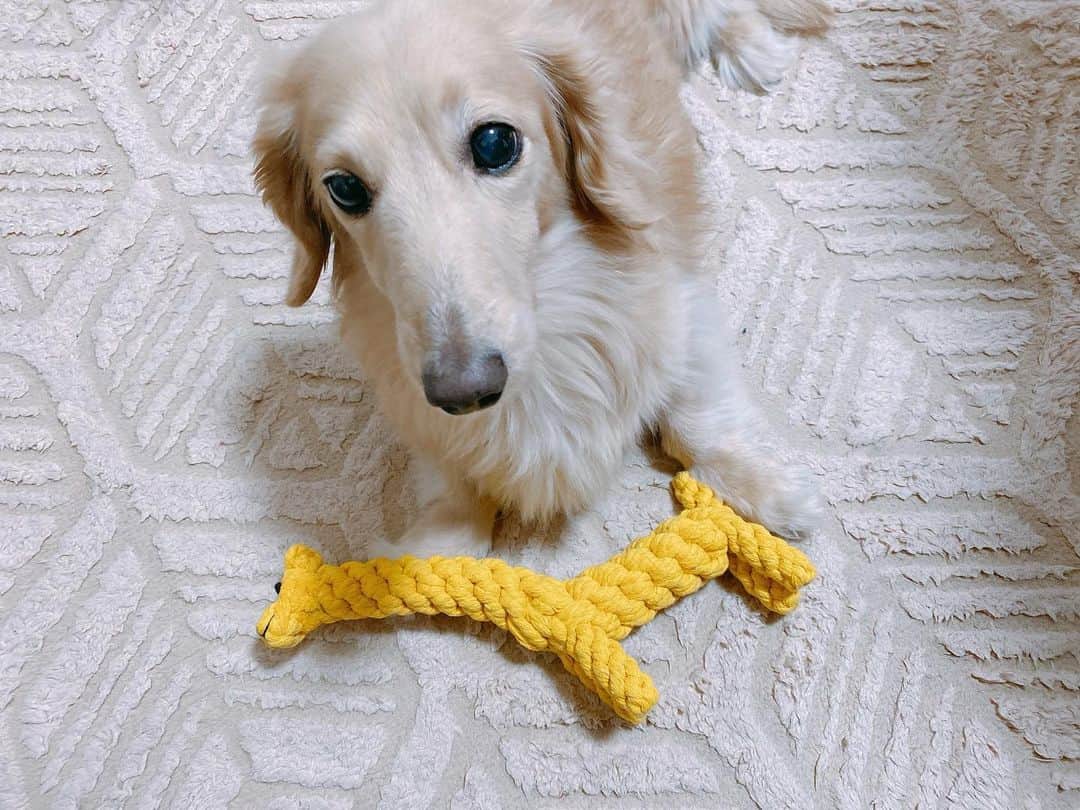 菅長愛子のインスタグラム：「🐶🦒🥕  🐶愛犬(らぶ♀10歳)ミニチュアダックス  らぶちゃん💉🏥  予防接種頑張ったね〜って岸博幸似の先生がオモチャをくれました🎁(何回行っても先生のことめちゃくちゃ怖がってる)  特にキリンさんがお気に入りで、取ろうとするとキリンさんを持って距離を取られます🦒← にんじんはすでにボロボロ🥕←  オモチャが増えて嬉しいね。  #犬のいる暮らし #ミニチュアダックス #ミニチュアダックスフンド #犬のいる生活 #犬好きな人と繋がりたい #いぬすたぐらむ #いぬのきもち #わんすたぐらむ #わんこのいる生活 #らぶ #🐶 #dogstagram #dog #dogs #doglover #family #love #diet #ダイエット #ダイエット仲間募集」