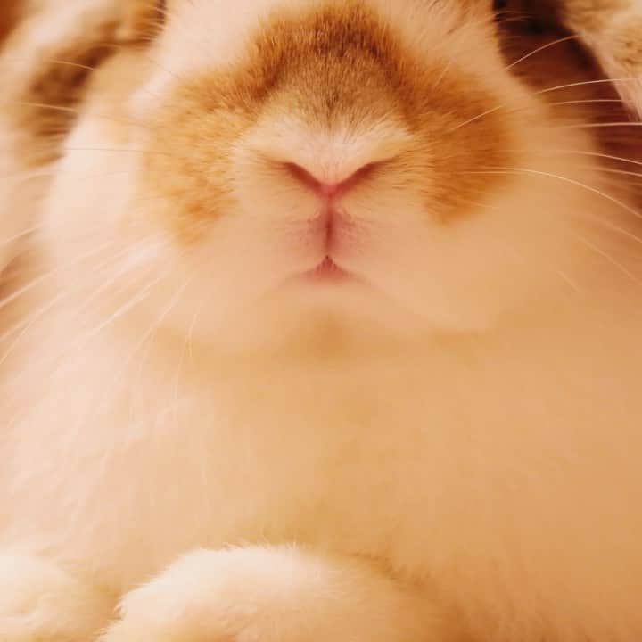 usagraphのインスタグラム：「動く！お鼻様Y ＊ ＊ ＊ #うさぎ　#rabbit #bunny #ふわもこ部  #WeeklyFluff #igersjp  #tokyocameraclub #東京カメラ部  #神戸カメラ部  #bunnystagram  #うさぎ部 #ホーランドロップ #hollandlop  #ファインダー越しの私の世界 #art_of_japan #myfujilove  #今日もx日和」