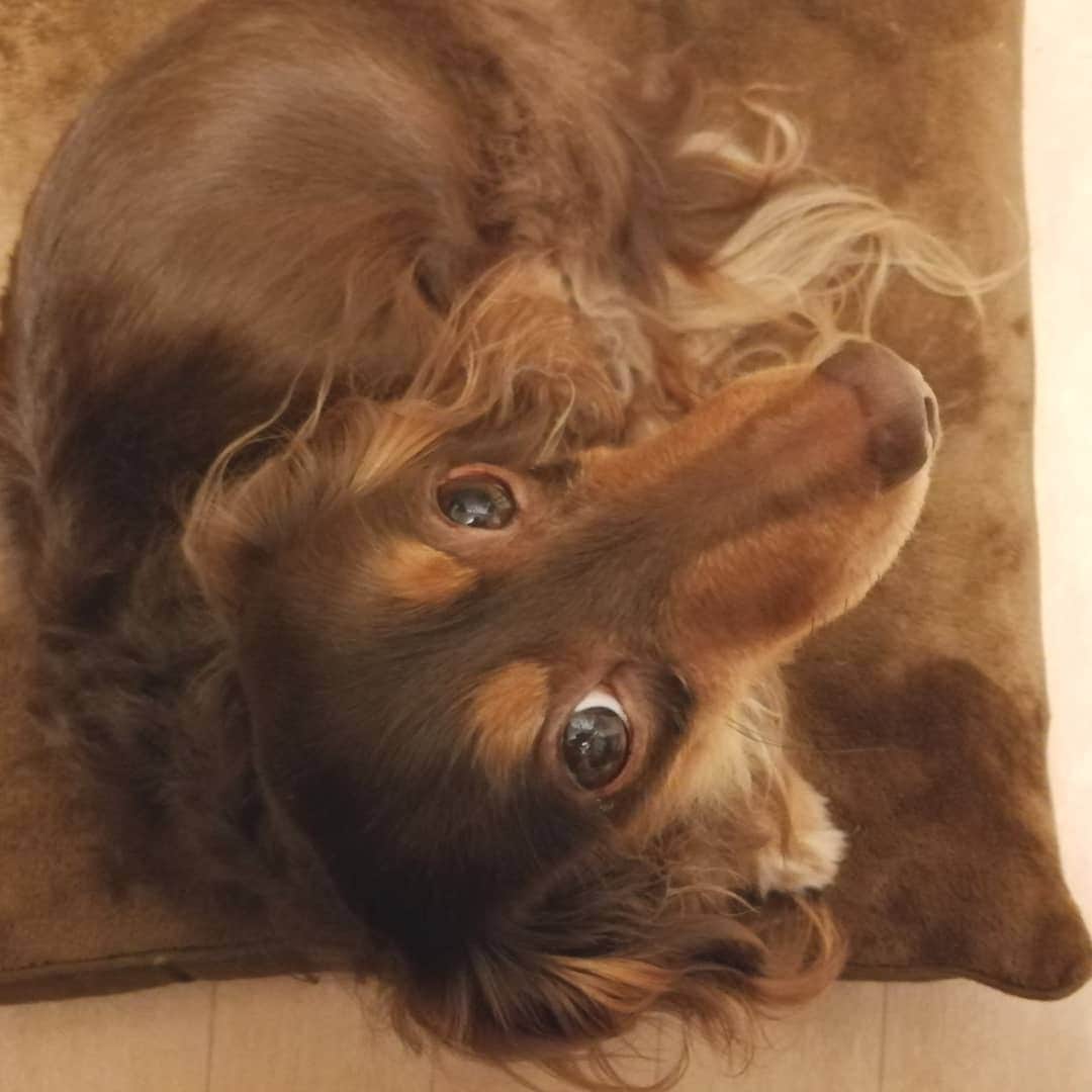 ななこのインスタグラム：「見上げる顔って、カワイイ🥰 ※ ※ #犬 #愛犬 #ダックス #カニンヘン　 #dog #dachshund #dogstagram  #doxie #instadog #instadachshund  #petstagram #dachshundsofinstagram」