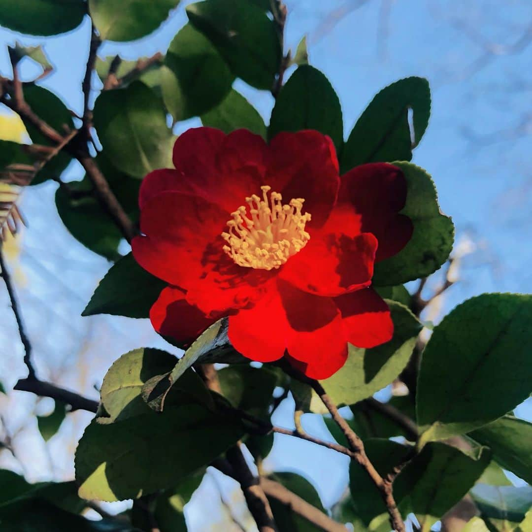 竹川美子のインスタグラム：「椿の花☘️ #椿 #赤い #日本を代表する花木 #公園 #花言葉 #控えめな素晴らしさ #謙虚な美徳 #癒し」