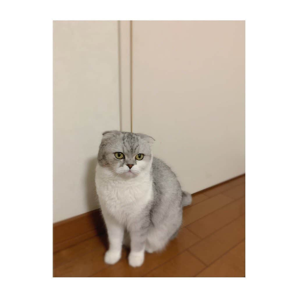 金澤朋子さんのインスタグラム写真 - (金澤朋子Instagram)「. . 本日はお休みでした🐈🐾 皆さんはいかがお過ごしでしたか？ . #juicejuice #金澤朋子  #お休み #愛猫 #すいちゃん #癒し #可愛い  #にゃんすたぐらむ #スコティッシュフォールド」1月17日 21時37分 - tomoko_kanazawa.official