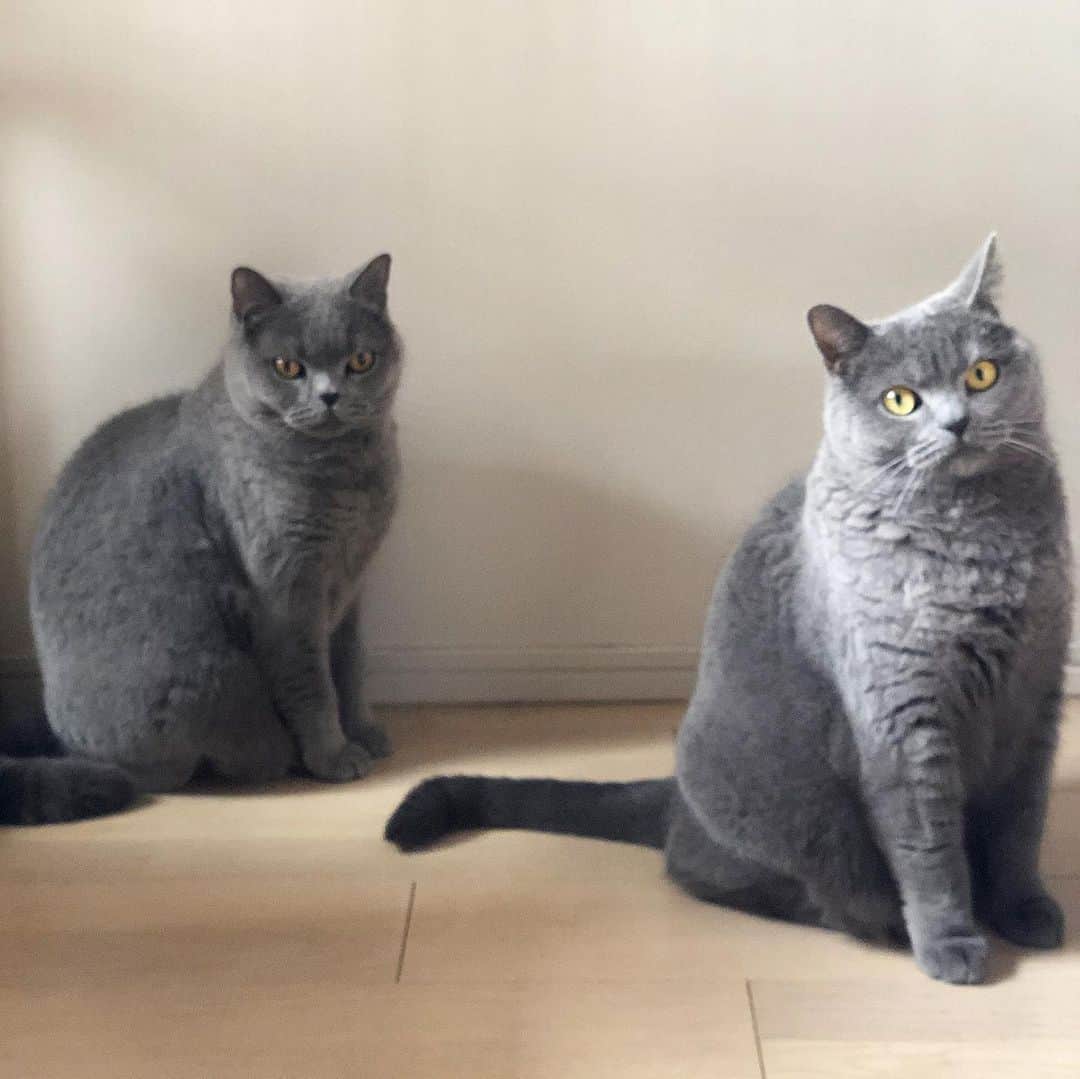 のインスタグラム：「ツーショット撮影📸パシャとした途端に置いていかれるお約束タブちん🥲.ご機嫌だったのにタブがきた途端不機嫌なにこたん. . 毛質が違うにこたぶ. タブはアンダーコートいっぱいでもふもふ、にこはそもそも柔らかくてぽわぽわで抜け毛も心なしか少ないような？皆さんのおうちのブリちゃんはどんな感じですか？. . #もふもふ部   #britishshorthair #bsh #kitten #igcats #cat #bluecat #eclatcat #catstagram #catsofworld #catsofinstagram #cats_of_instagram #cutepet #world_kawaii_cat #instagramcat #cute #catlover #ブリティッシュショートヘア #ブリショー #ねこ部 #ペコねこ部 #にゃんすたぐらむ #猫山商事 #ブリ商会 #多頭飼い #고양이 #кошка #قط #katze」