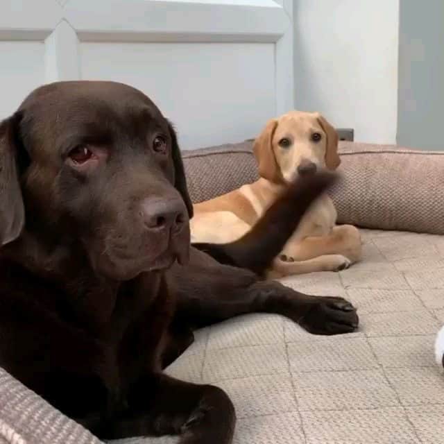 Beautiful Nature & Animalsのインスタグラム：「🤣🤣🤣 Tag your friends By @mylabrachildren」