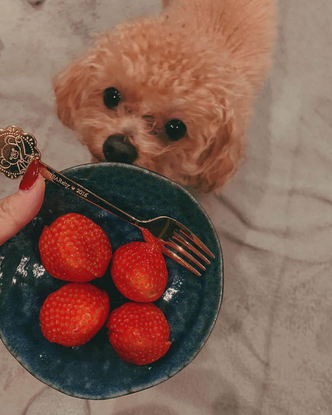 梅田彩佳のインスタグラム：「. . 今日の食後のデザートは いちごー🍓 トニーも一緒に食べました☺️✨🍓🐕🐕🐕 . . もう果物にハマりすぎてて 大好きすぎて、お取り寄せしようと思って最近ずっとネットで見てます。 いっぱい食べたい🍊🍓🍎🥝🍍🍇」