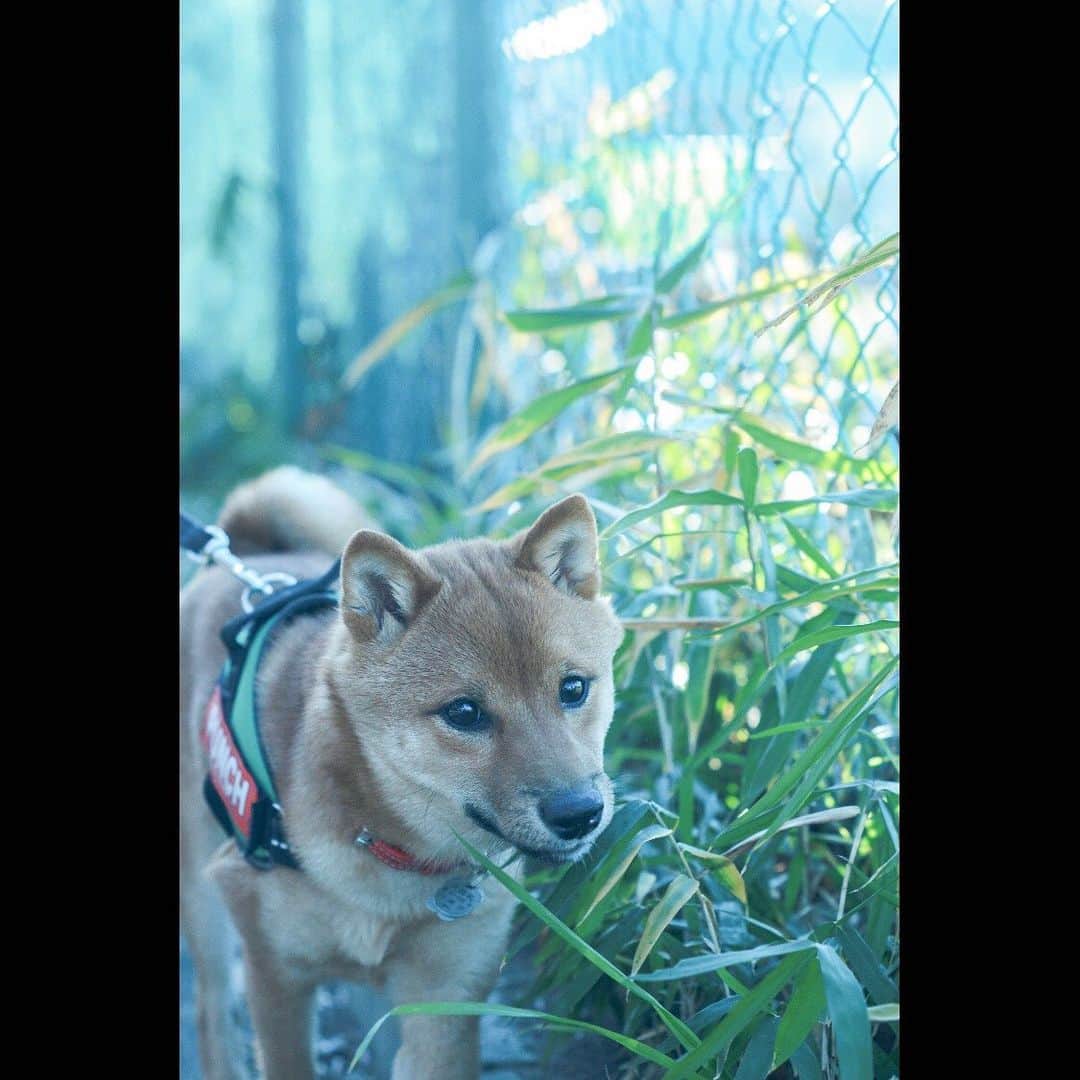 美山加恋のインスタグラム：「#愛犬　#豆柴　#いぬすたぐらむ  #いぬ　#豆柴子犬」