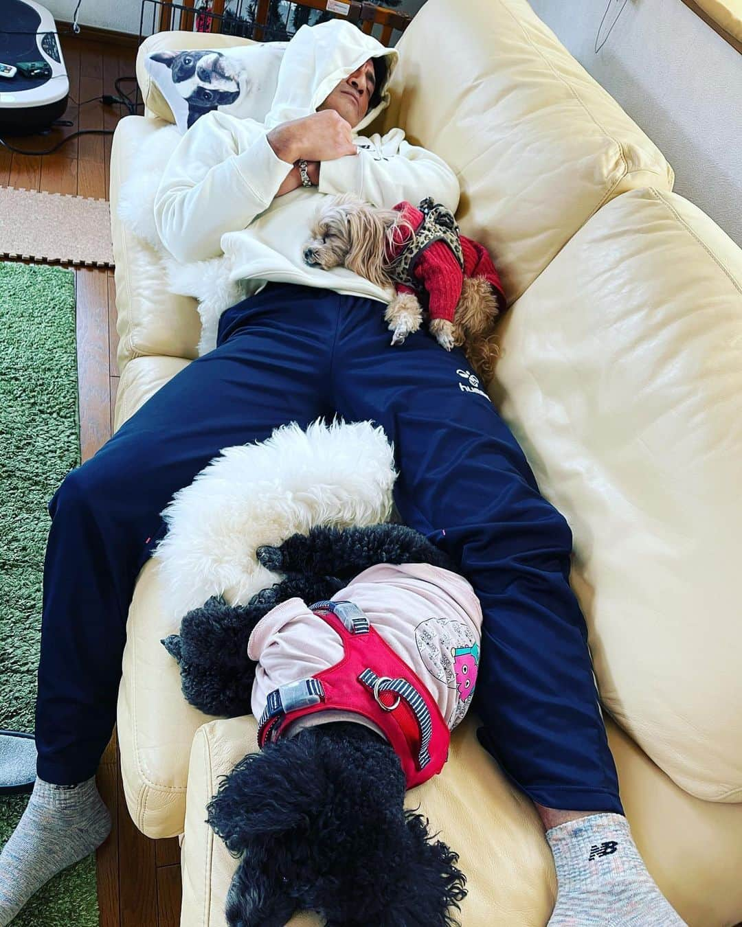 丸山桂里奈さんのインスタグラム写真 - (丸山桂里奈Instagram)「犬使いです🐕 みんな本並さんのところへ❣️ わたしだけひとりぼっち笑 3人で取り合うしまつです💡🐕🐩👩‍🦳  #平和な時間 #穏やか一番 #昼寝はいつもこのスタイル #みんなメス #あたしのスペースない #ちーん #しくしく #すももあんずかりなの戦い #明日は先に取ります #おやすみなさい #いい意味で #インスタバエ」1月17日 22時11分 - karinamaruyama