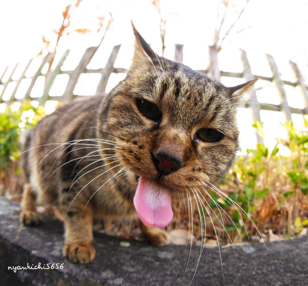 路地裏のにゃん吉のインスタグラム