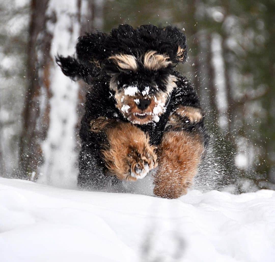 FluffyPackのインスタグラム：「Bandit on the run!😎💨💨  .  #bandit #cockapoo #dogsofinstagram #hund #cockerpoo #weeklyfluff #agriahund #sweden #funny #dogs #fluffypack」
