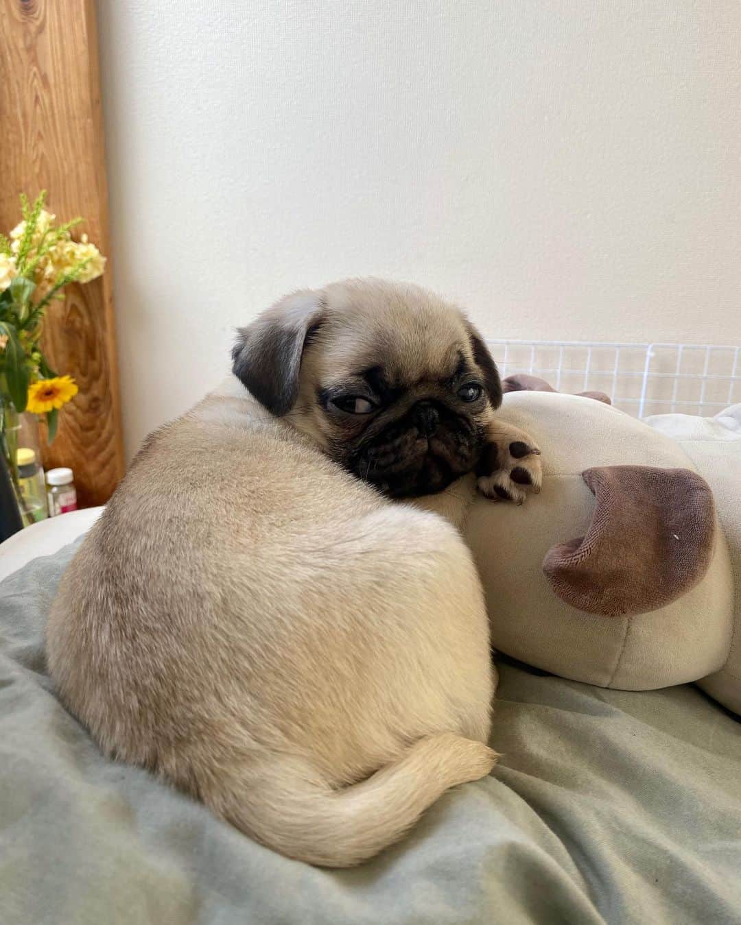 安部ニコルのインスタグラム：「🐶「ん？あちしになんか用？」」