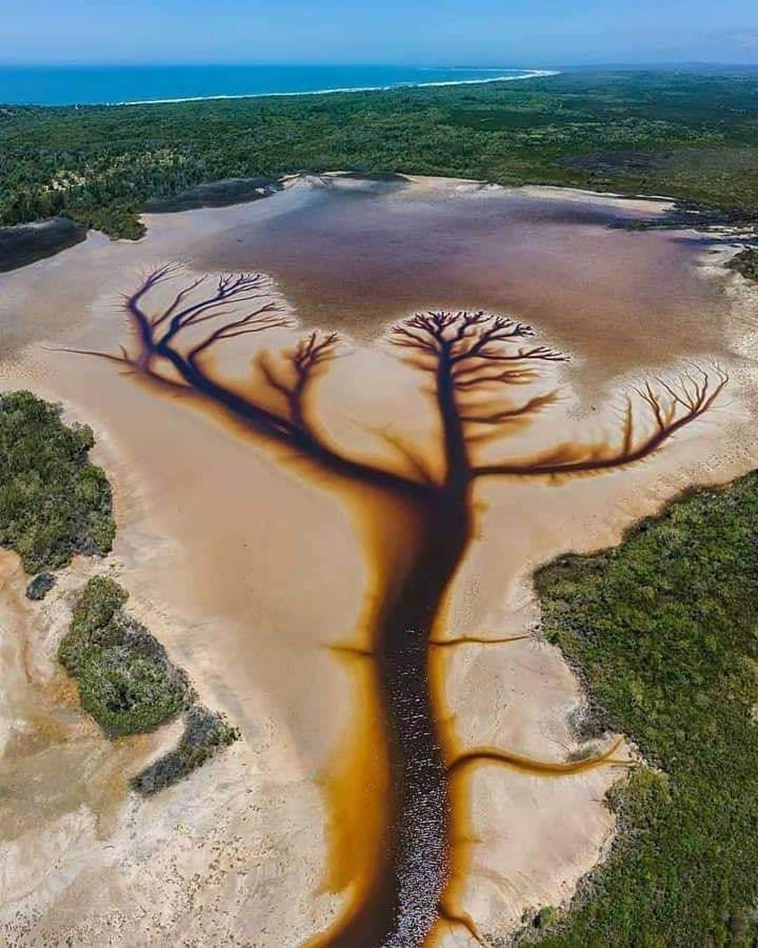 Black Jaguar-White Tiger さんのインスタグラム写真 - (Black Jaguar-White Tiger Instagram)「Part 1: The Tree of Life created naturally after a few stormy days in the Clarence Valley, NSW, #Australia   The water is soaked by Tea tree oils hence the brown colour and the extra water flowing out of the lake has created this stunning natural master piece.  By @derry_moroney_photography」1月17日 22時41分 - blackjaguarwhitetiger