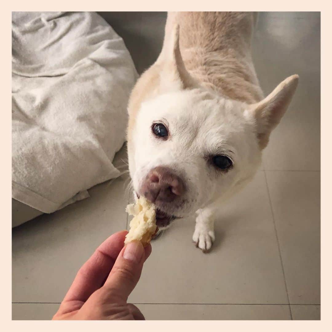 パンといっぴきのインスタグラム：「🍞❤️   #元保護犬 #雑種犬 #crossbreed #mixdog #キップル14歳」
