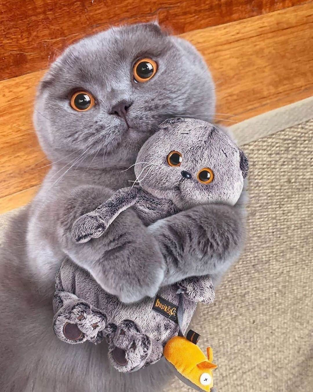 Cute Pets Dogs Catsさんのインスタグラム写真 - (Cute Pets Dogs CatsInstagram)「So adorable 😍   If you like it pls support with ❤️  Credit: @atlas_scottish_fold  For crediting issues, pls DM.  Note: we don’t own this video/picture, all rights go to their respective owners. If owner is not provided, tagged (meaning we couldn’t find who is the owner), pls DM and owner will be tagged shortly after.   #kitty #cats #kitten #kittens #kedi #katze #ネコ #貓 #고양이 #Кот #котэ #котик #кошка #cats #catofinstagram #catlover #catsagram #catlovers #cat_features #catlady」1月17日 23時08分 - dailycatclub