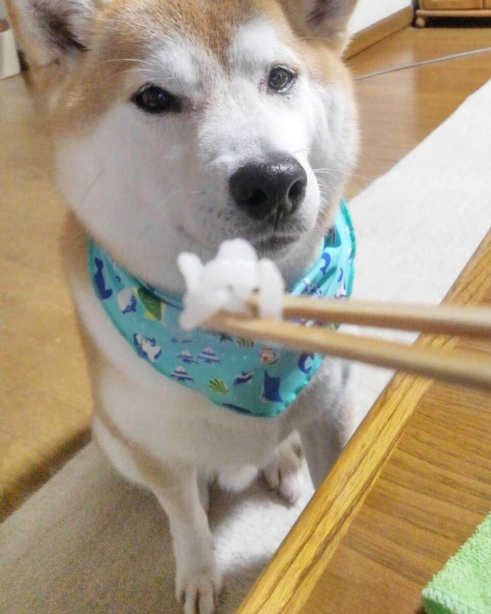 柴犬⭐️サスケのインスタグラム