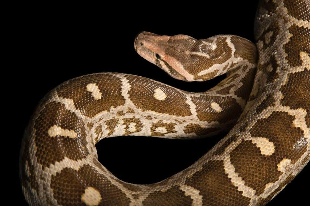 Joel Sartoreさんのインスタグラム写真 - (Joel SartoreInstagram)「Camouflaged by its markings, the Indian rock python is known for ambushing prey after waiting motionlessly on the ground or dangling from tree branches or even at the openings of bat caves, in the forests of India, Sri Lanka, Pakistan, and Nepal. Hunting primarily at night, this snake relies on heat-sensing pits in its upper and lower jaws to aid in detecting prey. Like other snake species, it also uses chemoreception to track prey, flicking its tongue out to gather chemical samples which are analyzed by a specialized organ on the roof of the snake’s mouth. Photo taken @clemetzoo. #python #rockpython #snake #serpent #constrictor #camouflage #PhotoArk #savetogether」1月17日 23時53分 - joelsartore