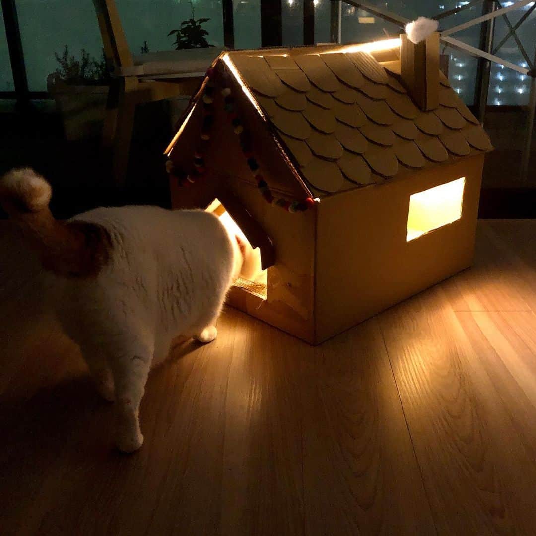 池田有希子さんのインスタグラム写真 - (池田有希子Instagram)「猫ハウス明るい編、不評！  #cardboardcrafts #catstagram」1月17日 23時48分 - yukikoikeda