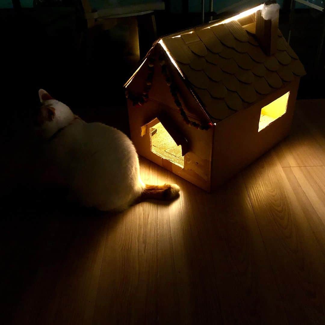 池田有希子さんのインスタグラム写真 - (池田有希子Instagram)「猫ハウス明るい編、不評！  #cardboardcrafts #catstagram」1月17日 23時48分 - yukikoikeda