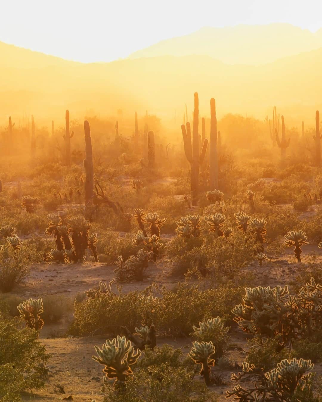 アメリカ内務省さんのインスタグラム写真 - (アメリカ内務省Instagram)「"When I said I wanted to run through the forest, this isn't what I had in mind."  The Sonoran Desert National Monument in #Arizona is home to extensive forests of the iconic saguaro cactus. Although we don't recommend running through this forest, we do recommend taking your time to explore the desert-adapted flora and fauna that thrive in the harsh conditions of the Sonoran Desert. Photo by Bob Wick, Bureau of Land Management (@MyPublicLands).」1月18日 0時00分 - usinterior