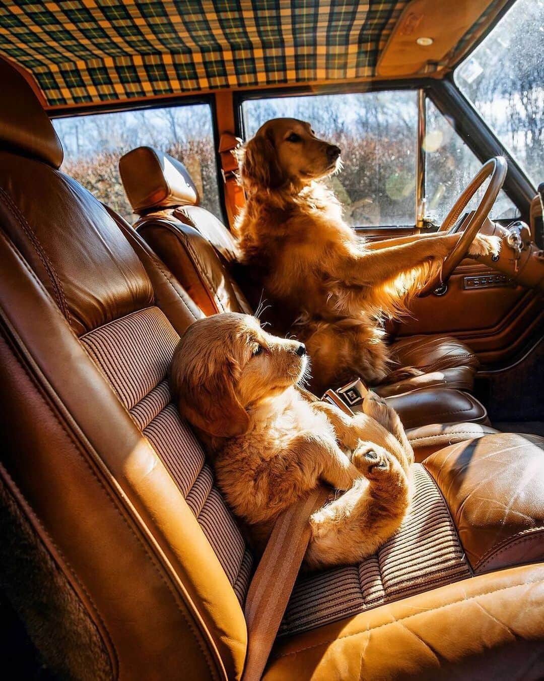 animalsさんのインスタグラム写真 - (animalsInstagram)「Road trip with the best bud 🚗  TAG someone you'd go on a road trip with 🧡 Photo by: @kjp」1月17日 23時54分 - babyanmlpics