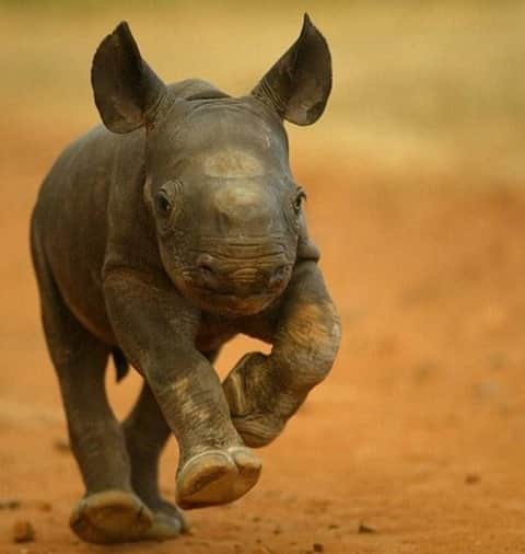 Baby Animalsさんのインスタグラム写真 - (Baby AnimalsInstagram)「Baby rhino going for a run!」1月17日 23時58分 - thebabyanimals