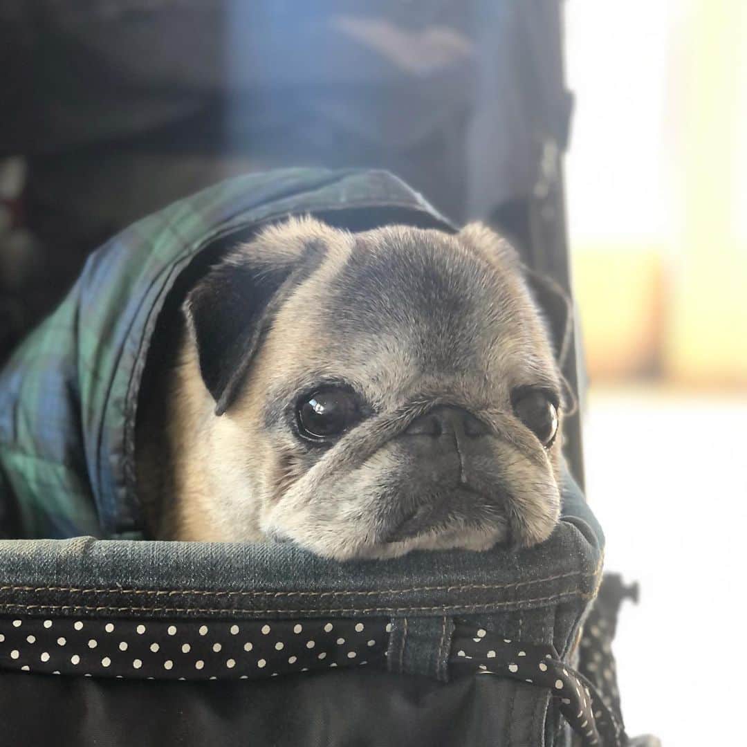 八兵衛のインスタグラム：「Hachibei🐶 * *  #ほぼ黒パグ #おじいちゃん犬 #14歳 #pug #puggy #puglife #puglove #petstagram #pugstagram #pugsofinstagram #pugs #dog #ふわもこ部  @igersjp #IGersJP #east_dog_japan #pecoイヌ部 #八兵衛 #はちべえ #sippoストーリー」
