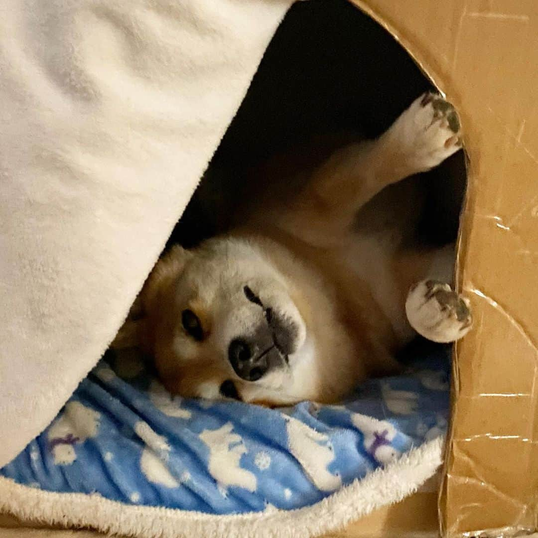 まる（まるたろう）さんのインスタグラム写真 - (まる（まるたろう）Instagram)「Good night!✨🐶😺💤✨パパ、勝手に覗かないでよね #クロヌコさんびびってるよ #決して覗いてはなりませぬ」1月18日 0時14分 - marutaro