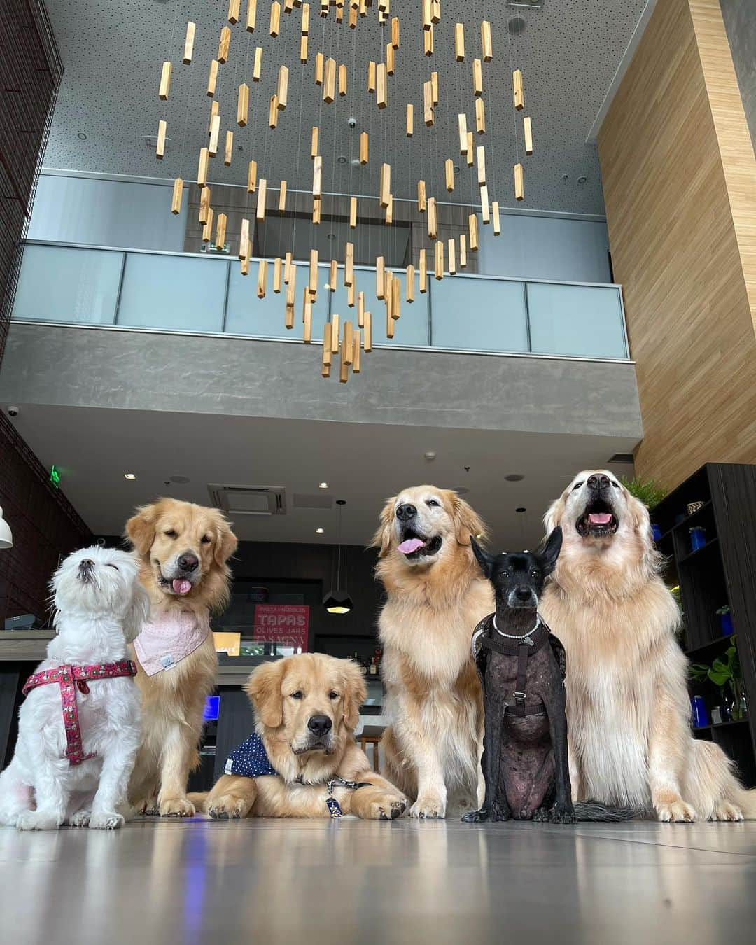 Bobさんのインスタグラム写真 - (BobInstagram)「E hoje teve café da manhã com a @chiquinha2005 convidada @olapet.friendly aqui no @novotelspberrini 👏🐾🐾 para o #ExpediçõesOlaPetSP . #ExpediçõesOlaPet #HyundaiPets  . Destino: São Paulo  Hotel: @novotelspberrini  . #destinos #roteiros #dicas #dicasdeviagem #petfriendly #petfriendlysp #doglovers #dogsofinstagram #saopaulo #hotel #hotelaria #gastronomia #corporativo #turismo #novotel #accor #instagram #instagramers」1月18日 0時47分 - bob_marley_goldenretriever