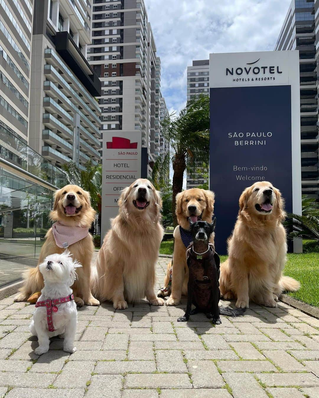 Bobさんのインスタグラム写真 - (BobInstagram)「E hoje teve café da manhã com a @chiquinha2005 convidada @olapet.friendly aqui no @novotelspberrini 👏🐾🐾 para o #ExpediçõesOlaPetSP . #ExpediçõesOlaPet #HyundaiPets  . Destino: São Paulo  Hotel: @novotelspberrini  . #destinos #roteiros #dicas #dicasdeviagem #petfriendly #petfriendlysp #doglovers #dogsofinstagram #saopaulo #hotel #hotelaria #gastronomia #corporativo #turismo #novotel #accor #instagram #instagramers」1月18日 0時47分 - bob_marley_goldenretriever