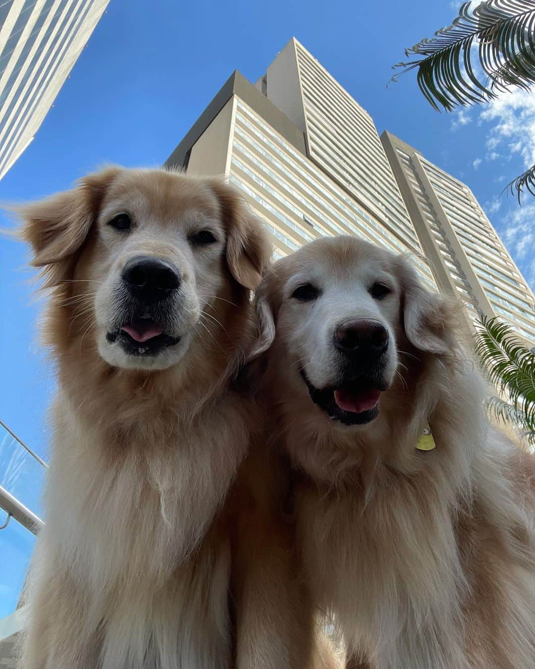 Bobさんのインスタグラム写真 - (BobInstagram)「E hoje teve café da manhã com a @chiquinha2005 convidada @olapet.friendly aqui no @novotelspberrini 👏🐾🐾 para o #ExpediçõesOlaPetSP . #ExpediçõesOlaPet #HyundaiPets  . Destino: São Paulo  Hotel: @novotelspberrini  . #destinos #roteiros #dicas #dicasdeviagem #petfriendly #petfriendlysp #doglovers #dogsofinstagram #saopaulo #hotel #hotelaria #gastronomia #corporativo #turismo #novotel #accor #instagram #instagramers」1月18日 0時47分 - bob_marley_goldenretriever