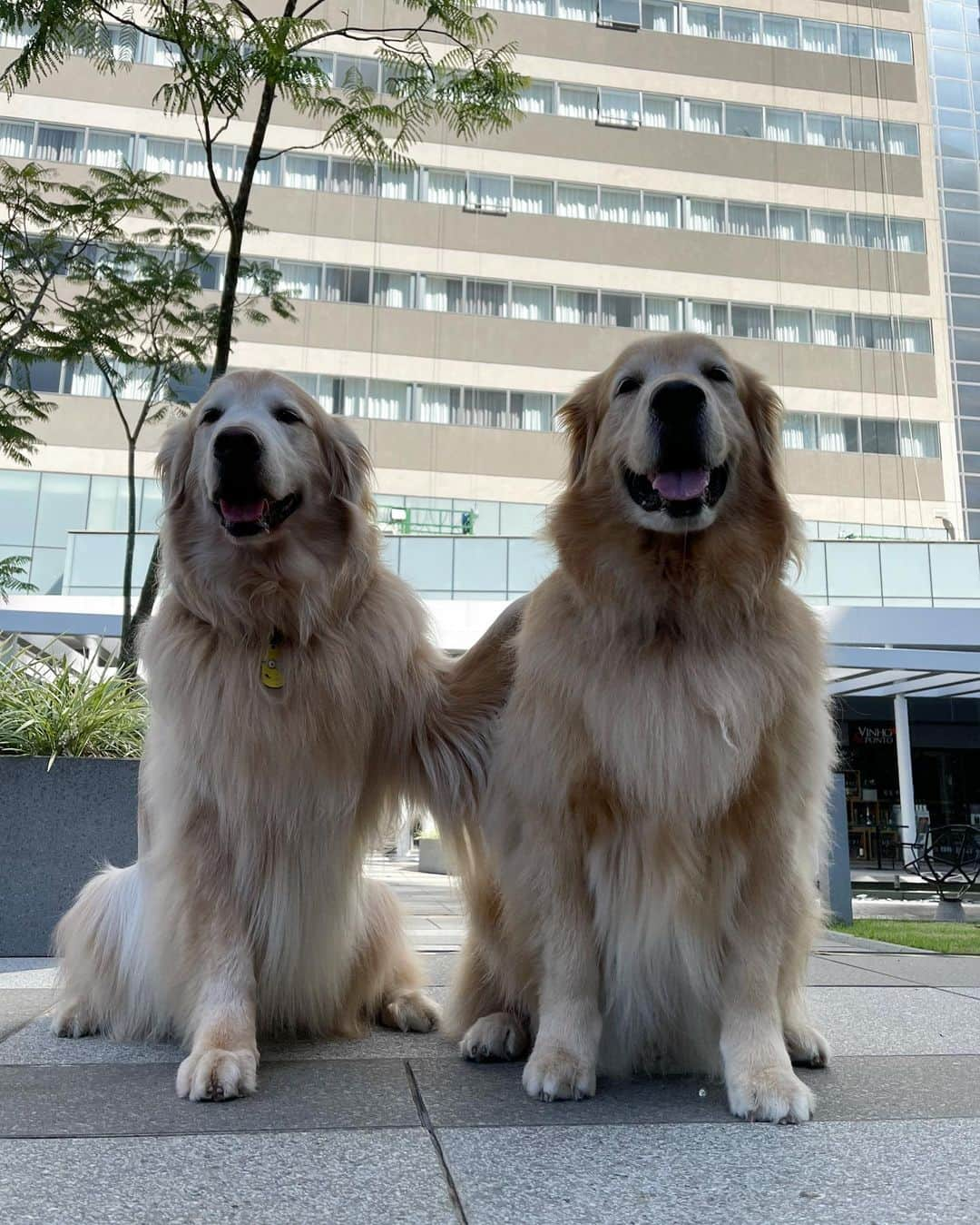 Bobさんのインスタグラム写真 - (BobInstagram)「E hoje teve café da manhã com a @chiquinha2005 convidada @olapet.friendly aqui no @novotelspberrini 👏🐾🐾 para o #ExpediçõesOlaPetSP . #ExpediçõesOlaPet #HyundaiPets  . Destino: São Paulo  Hotel: @novotelspberrini  . #destinos #roteiros #dicas #dicasdeviagem #petfriendly #petfriendlysp #doglovers #dogsofinstagram #saopaulo #hotel #hotelaria #gastronomia #corporativo #turismo #novotel #accor #instagram #instagramers」1月18日 0時47分 - bob_marley_goldenretriever