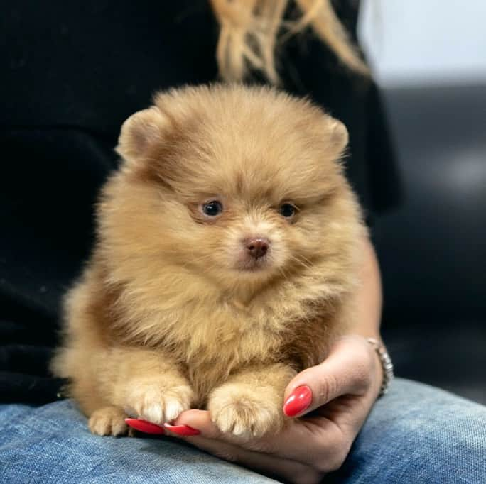 Puppy For Sale.のインスタグラム：「Очень красивый маленький подрощенный мальчик, окрас шоколадный мерле. У щенка разные глаза: голубой и зелёный ⠀ Very beautiful little bred boy, chocolate merle color.  The puppy has different eyes: blue and green ⠀ ___ ⠀ Следите за нашими обновлениями и подписывайтесь👇 ⠀ @artsimpatiya ⠀ Больше информации, фото и видео: Директ, на личном сайте питомника Арт Симпатия: www.artsimpatiya.ru ⠀ #puppypomerian #chiotpoméranien #puppypom #puppypomeranian #pomeranianmerle #pomeranianparis #pomeranianpup #pomeranianpuppy #pomeranianpuppies #pomeranianfrance #pomeranianspitz #pomeranianlovers #merlepom #teacups #pomerania #spitztagram #spitzpomeranian #spitzclub #spitzpuppy #merlepomeranians #merlepoms #merlepomeranianpuppy」