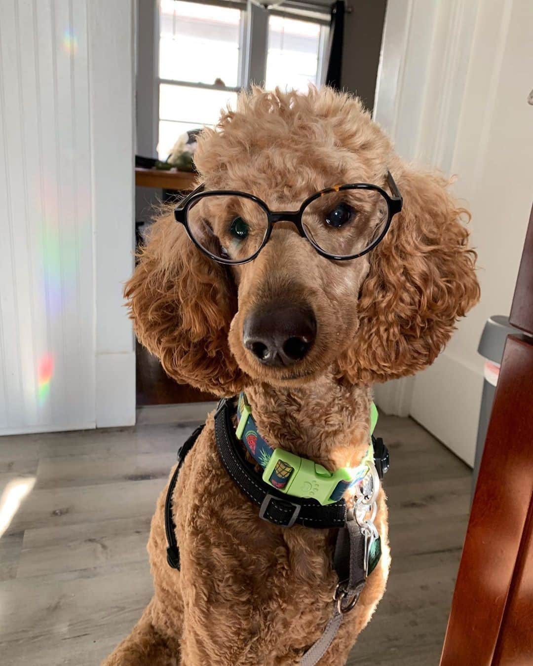 Warby Parkerのインスタグラム：「@soda_the_spoo's a smart boy with Silas in Whiskey Tortoise (Rg: @warbybarker 🐾)」