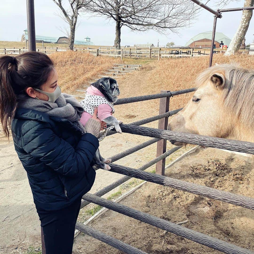 里海のインスタグラム：「びびりまくりの　@princesspririn 😂  #pug #pekingese  #pugstagram #pekistagram #パグ　#ペキニーズ」