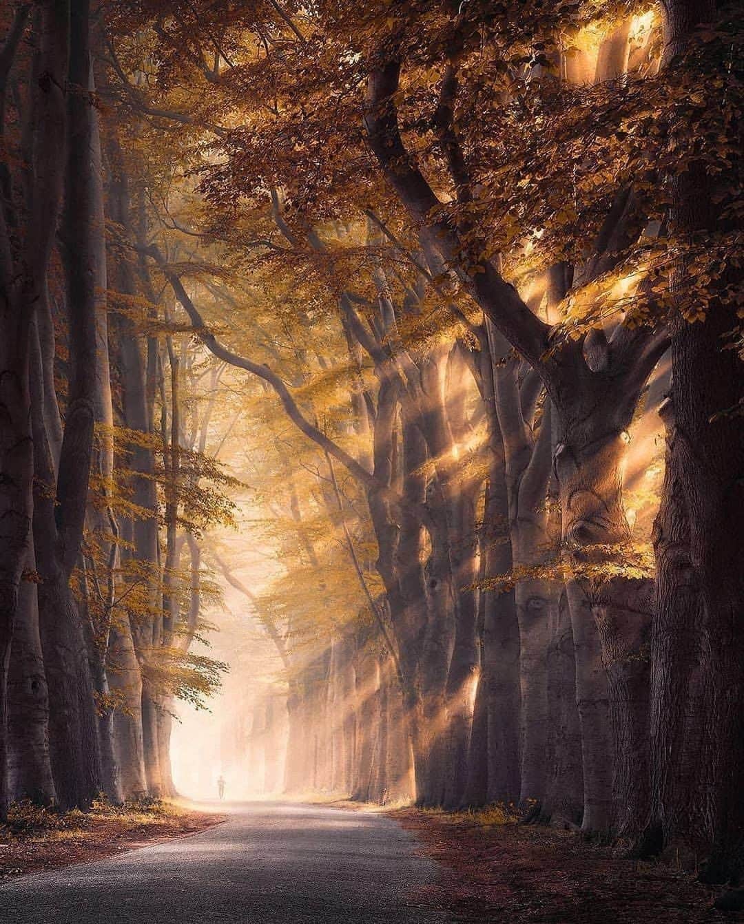 Discover Earthさんのインスタグラム写真 - (Discover EarthInstagram)「Who would you like to walk down this forest with? Forest of light ☀️ #discovernetherlands🇳🇱 with  @rob_visser_photography  . . . .  #netherlands  #holland  #amsterdam  #iamsterdam  #nederland  #amsterdamcity  #amsterdamworld  #dutch  #igersamsterdam  #ig_discover_holland  #dutch_connextion  #wonderful_holland  #amstergram  #canal  #instanetherlands  #igersholland  #amsterdamlife  #super_holland  #bestofamsterdam  #igholland  #thankyouamsterdam  #instaamsterdam  #canals  #amsterdamshots  #amsterdamcanals  #holland_photolovers  #loves_netherlands  #gramthedam  #visitamsterdam」1月18日 1時00分 - discoverearth