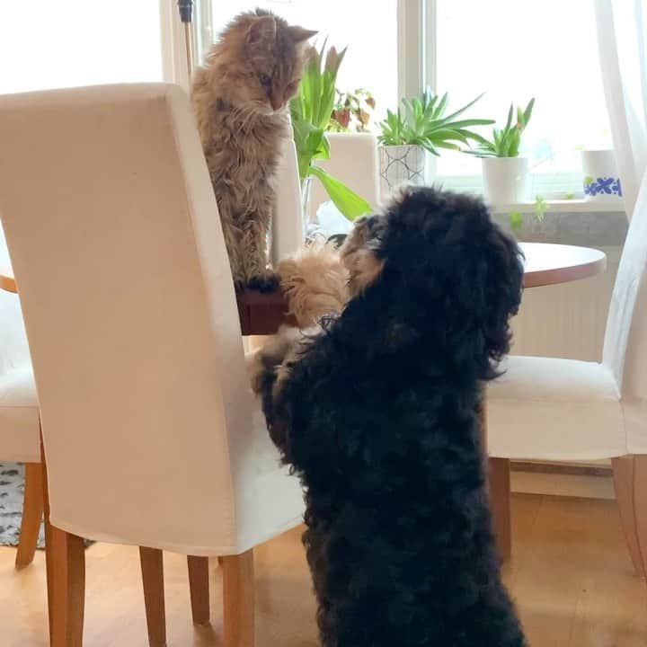 FluffyPackのインスタグラム：「Poppe, Listen to me!😫 I just wanna play. [Sound ON]😂 . #playwithme #cat #agriakatt #catsofinstagram #dogsofinstagram #katter #hundar #lol #petsofinstagram #weeklyfluff」