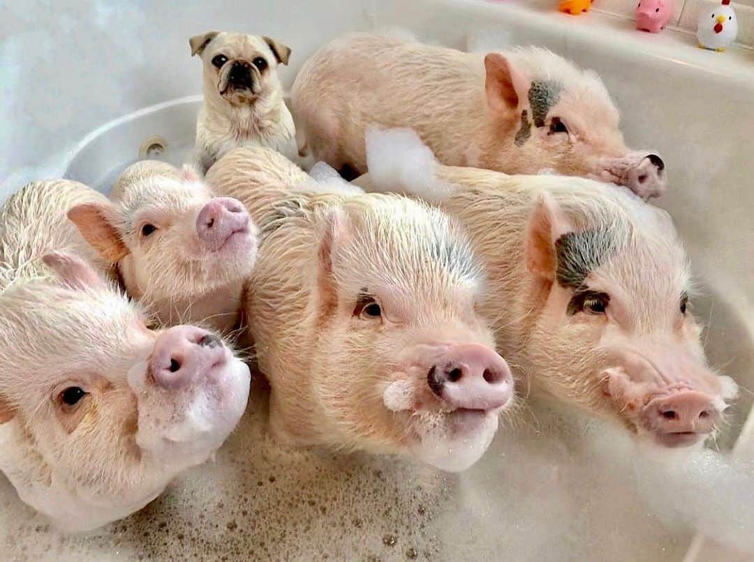Priscilla and Poppletonのインスタグラム：「🎶”One of these things is not like the other. One of these things DOES belong!” Happy Sudsy Snout Sunday from our family to yours!🛁🐷🐷🐷🐷🐷🐶#Pigtailthepug #PiggyPenn #PoseyandPink #PrissyandPop」