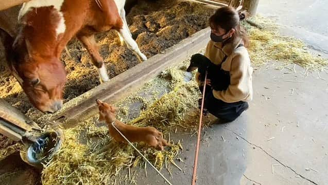 安藤志穂美さんのインスタグラム写真 - (安藤志穂美Instagram)「うちの子、馬と初めての対面&ご挨拶🐴  くうちゃんはガンガン行くタイプ、  りんちゃんはビビりで抱っこしても後退りタイプ、  ひめちゃんはこの写真には不在タイプ。  まあこの後、馬の急な動きに犬３匹はビビりまくって、ワンコラしてました🥲💗  いっぱい遊んだので、帰りの車では超爆睡。  #馬 #horse #犬 #愛犬 #dog #初対面 #🐴 #ヴィーガン #vegan #いぬすたぐらむ  #animalrights」1月18日 1時09分 - shiomi_ando