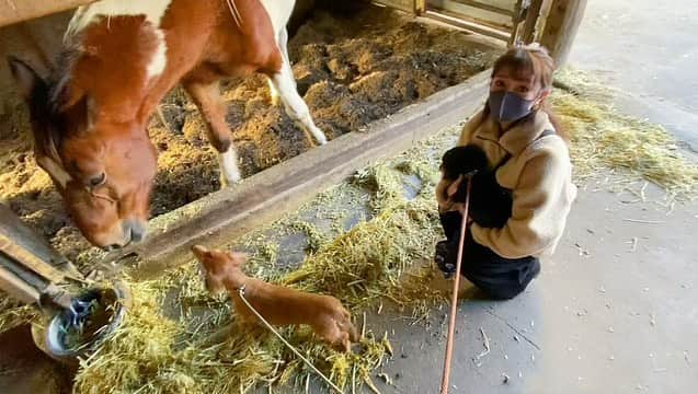 安藤志穂美さんのインスタグラム写真 - (安藤志穂美Instagram)「うちの子、馬と初めての対面&ご挨拶🐴  くうちゃんはガンガン行くタイプ、  りんちゃんはビビりで抱っこしても後退りタイプ、  ひめちゃんはこの写真には不在タイプ。  まあこの後、馬の急な動きに犬３匹はビビりまくって、ワンコラしてました🥲💗  いっぱい遊んだので、帰りの車では超爆睡。  #馬 #horse #犬 #愛犬 #dog #初対面 #🐴 #ヴィーガン #vegan #いぬすたぐらむ  #animalrights」1月18日 1時09分 - shiomi_ando