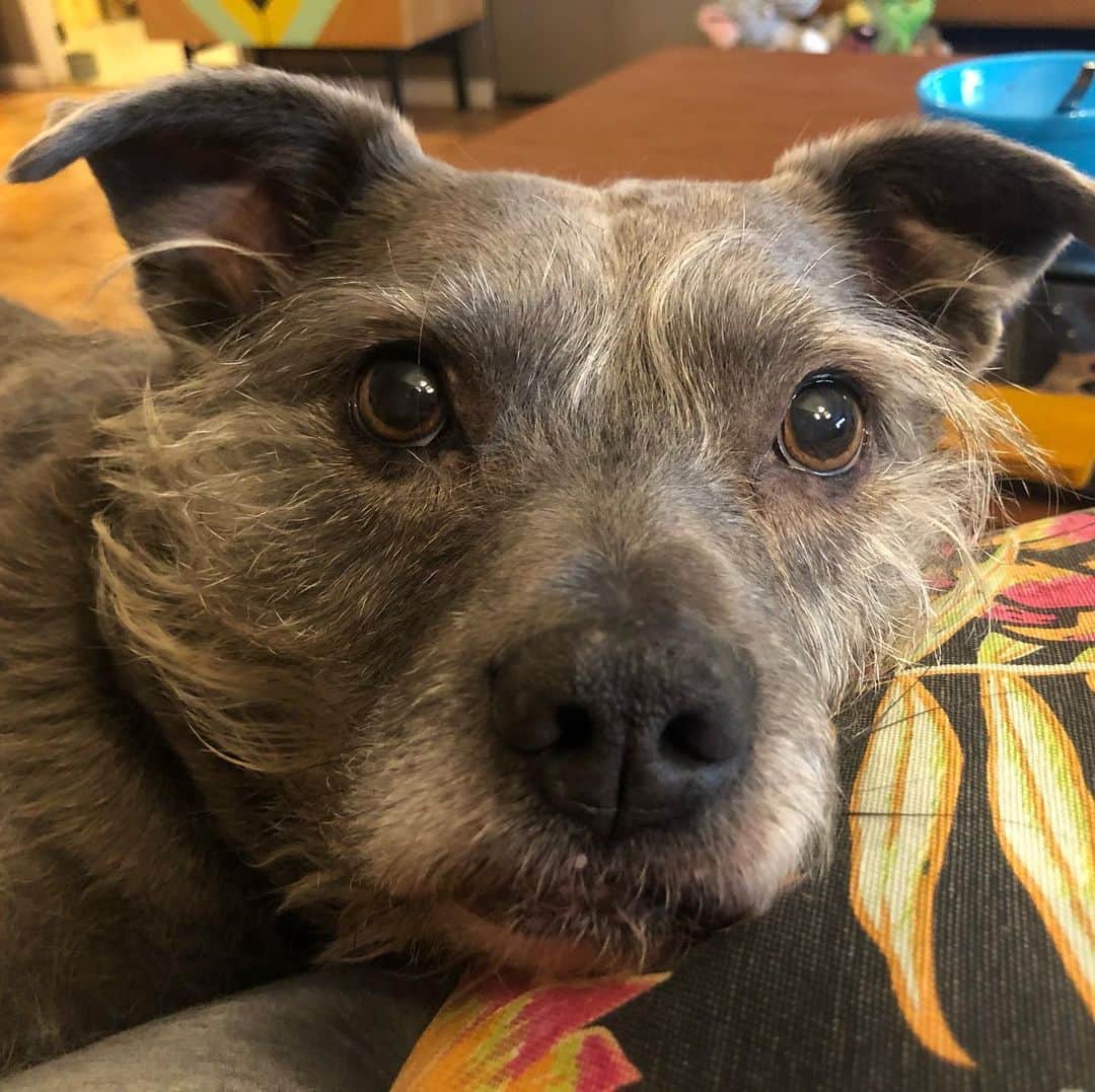 ズザンナ・シャコフスキーのインスタグラム：「This baby on a #SundayMorning @thecindydoggy #badassanimalrescue @badassanimalrescue」
