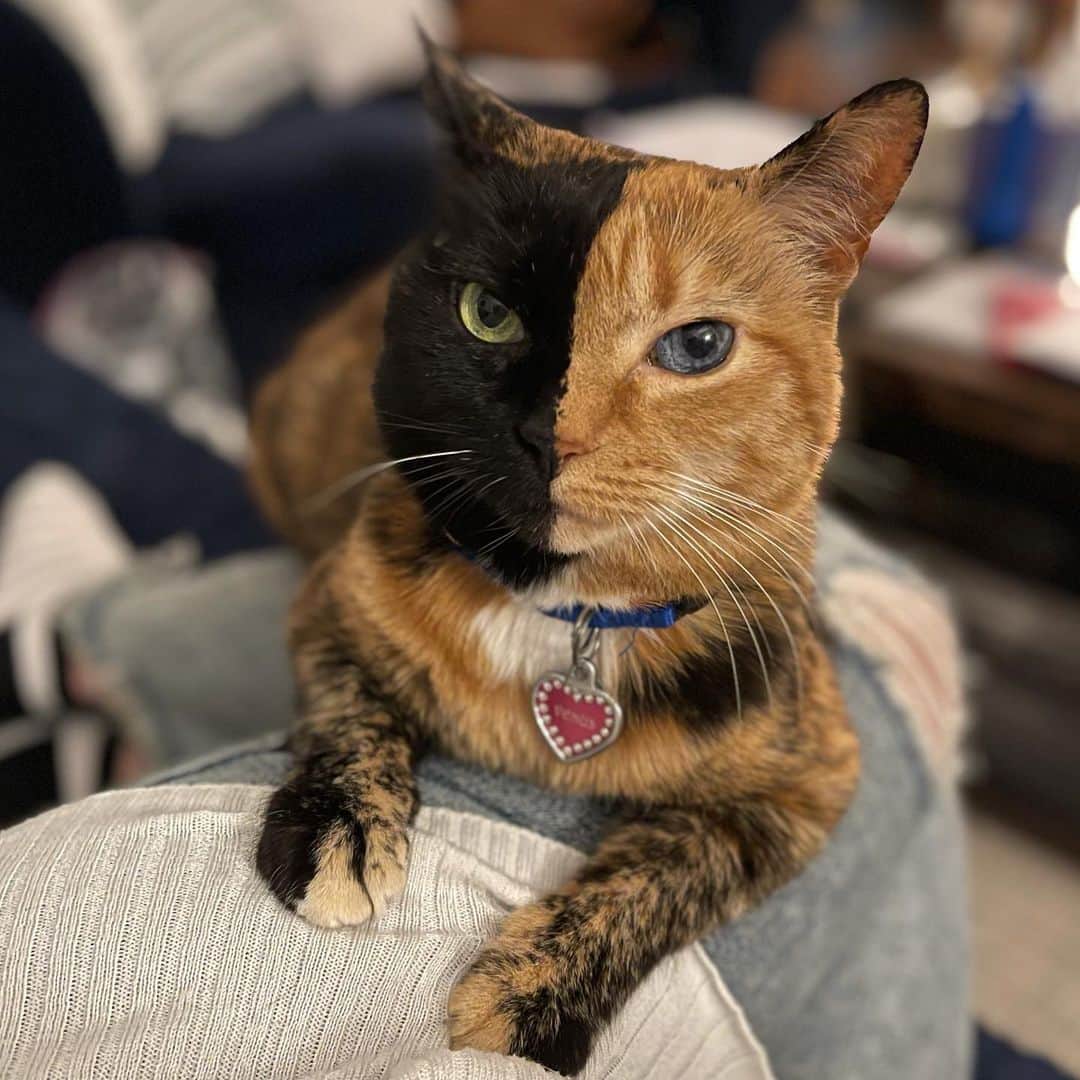 Venus Cat さんのインスタグラム写真 - (Venus Cat Instagram)「Why, yes I do think my Mom sits this way to be my personal perch! 😹 #spoiled」1月18日 12時34分 - venustwofacecat