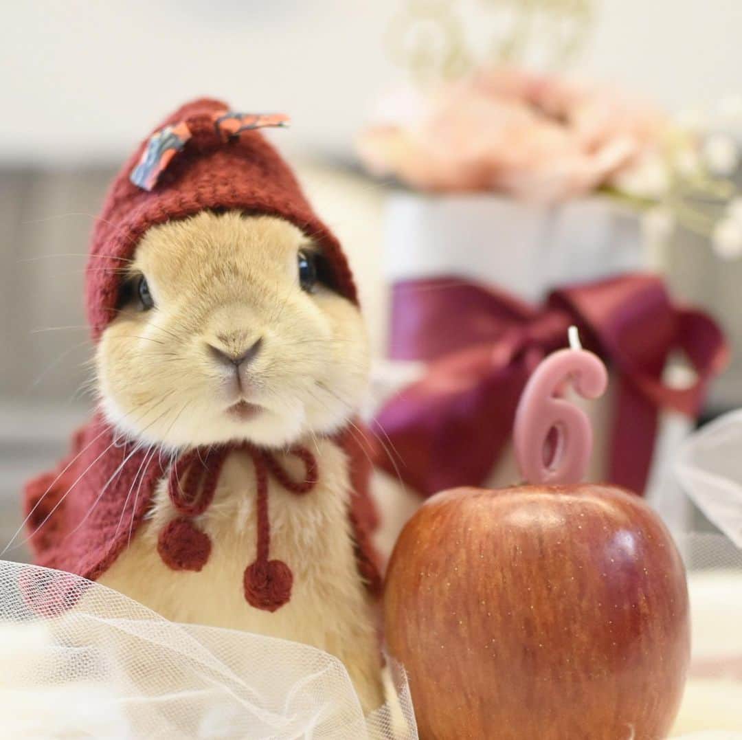 yun.ゆんのインスタグラム：「lemon.🍋 🍎🎁❤️ 6歳のお誕生日プレゼントのエマたんケープと記念撮影。🎀 . . りんごと並ぶと赤ずきんちゃんでした〜。😍🍎❤️ . .  Little Red Riding Hood Lemon.❤️ Thank you for your congratulatory comment.🙏 ♪ ♪ ♪ #お祝いコメントありがとうございます 🍋💕💕  #うさぎ#ウサギ#ネザーランドドワーフ#ZIP写真部#レモン#ふわもこ部#マーチ#多頭飼い#エマケープ #rabbits#rabbitsofinstagram #rabbitstagram #petstagram #march#instapet#cutepetclub #instarabbit #bunnies #bunnylove #lapin #pecotv #WeeklyFluff #lemon #netherlanddwarf #dailyflufffeature#pecotv」