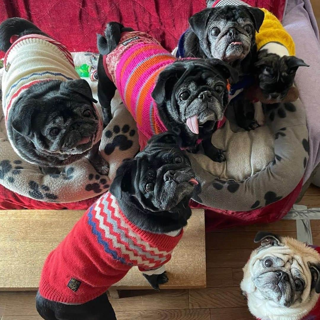 pugsofinstagramさんのインスタグラム写真 - (pugsofinstagramInstagram)「What’s better than a grumble of sweater wearing pugs? Nothing!! Please follow @eeko16m ! #pug #grumble #pugsofinstagram #sweater #pugs #パグ」1月18日 11時09分 - pugsofinstagram