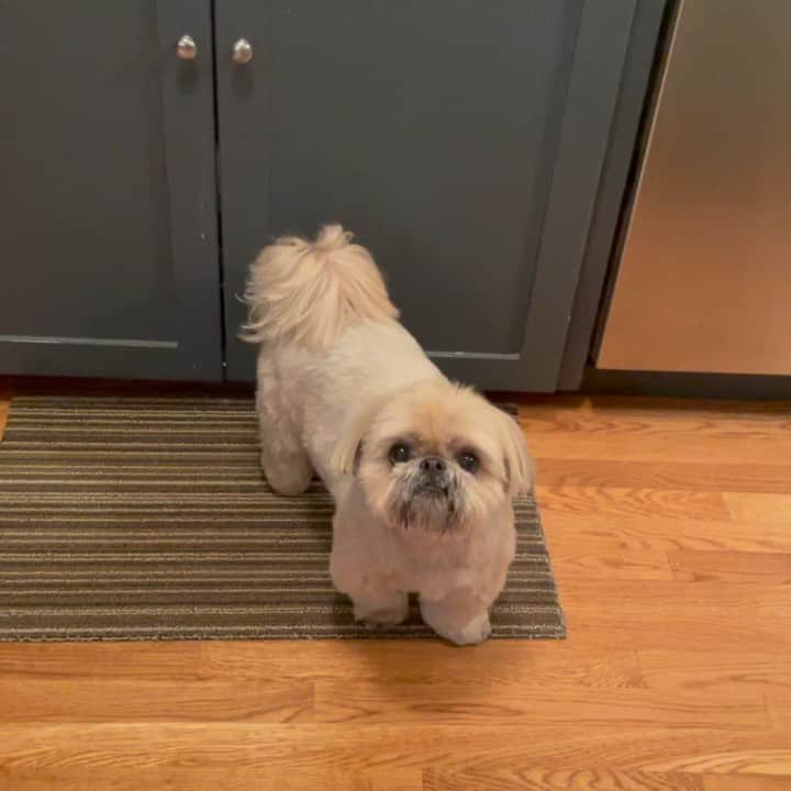 Dougie the Shih Tzuのインスタグラム：「The big bark windup.」