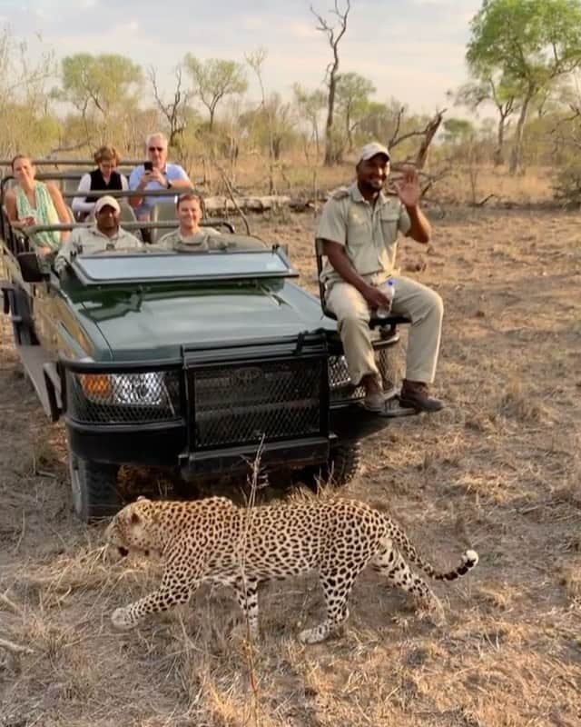 WildLifeのインスタグラム：「Via @marlondutoit A leopard on the hunt completely ignores the vehicles as well as the trackers on the front of the safari vehicle.  One word - AWESOME!  Captured @sabisabireserve   #wildeyesa #sabisabi #sabisands #krugerpark #leopard #safari #africa #travelgram #traveltheworld #earthcapture #naturephotography #luxurysafari #beautifuldestinations」