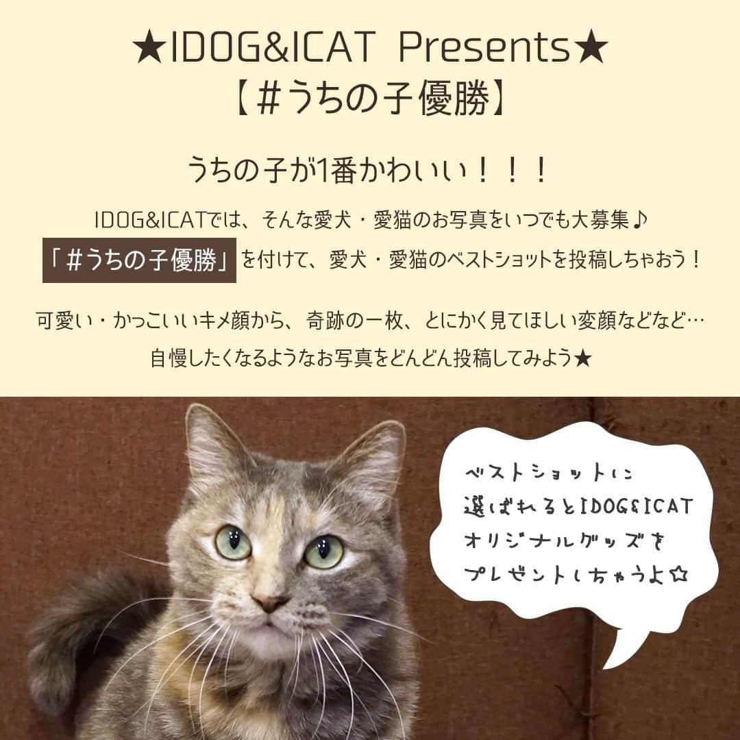 iDog&iCatさんのインスタグラム写真 - (iDog&iCatInstagram)「🐶IDOG&ICAT Presents🐱 【#うちの子優勝】  うちの子が1番かわいい！！！ IDOG&ICATでは、そんな愛犬・愛猫のお写真をいつでも大募集♪ 「#うちの子優勝」を付けて、愛犬・愛猫のベストショットを投稿しちゃおう！  #うちの子優勝 から『今月のベストショット』に選ばれますと IDOG&ICATオリジナルグッズをプレゼント🎁✨  可愛い・かっこいいキメ顔から、奇跡の一枚、とにかく見てほしい変顔などなど… みんなに自慢したくなるようなお写真をどんどん投稿してね📸」1月18日 11時44分 - idogicat